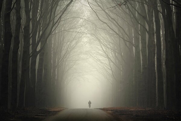 Foggy run through the autumn forest