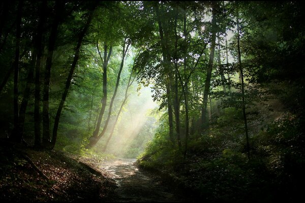 Wanderweg im Wald. Der Nebel