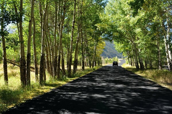 Summer road among the trees