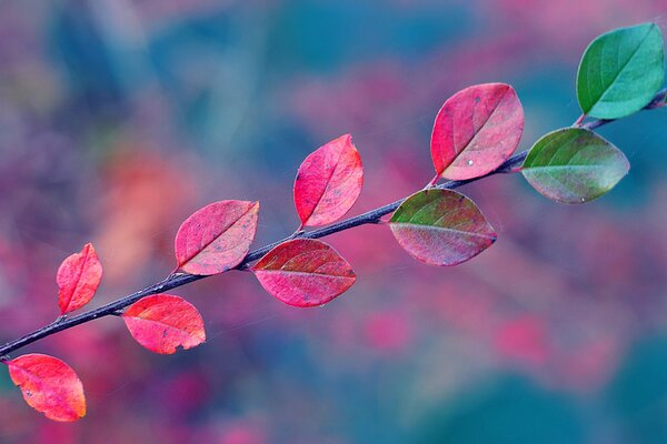 Autumn twig with red leaves