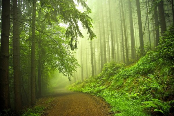 Nature dans la forêt avec de grands arbres