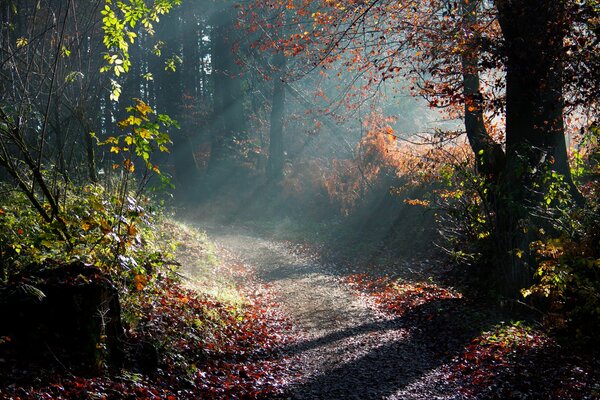 Morning rays in the autumn forest