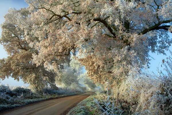 Mit Frost bedeckte Äste über der Straße