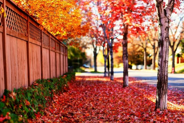 Route sur le trottoir avec la chute des feuilles sous les pieds