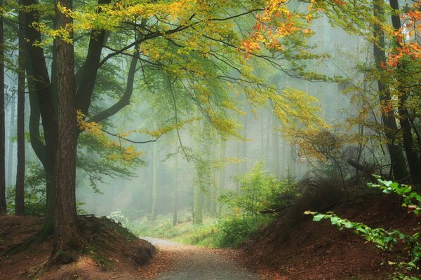 Camino en el bosque de otoño por la mañana