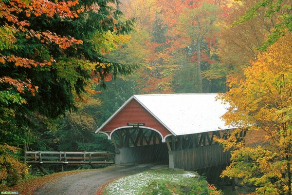 Brücke im Herbst im Wald