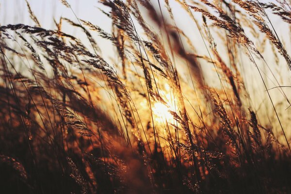 Abend Sonnenuntergang Gras und Sonne