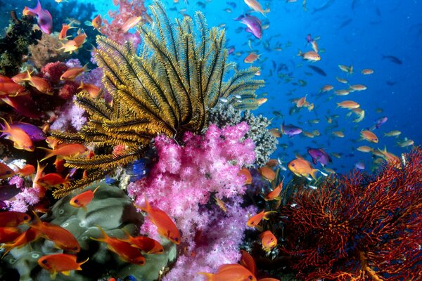 Beautiful underwater world of the ocean