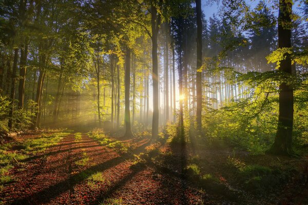 I raggi luminosi del sole si fanno strada tra gli alberi