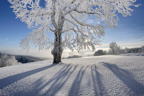 Árbol cubierto de escarcha rodeado de nieve