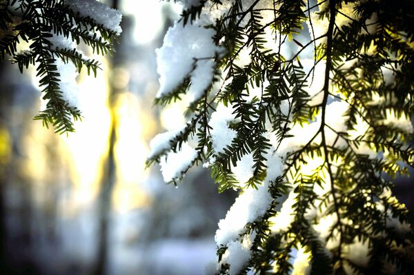 A fragile branch of a fir tree in the melted snow