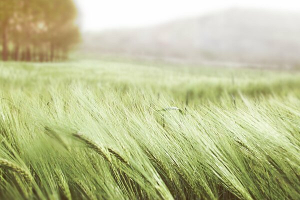 El viento agita las espigas de trigo