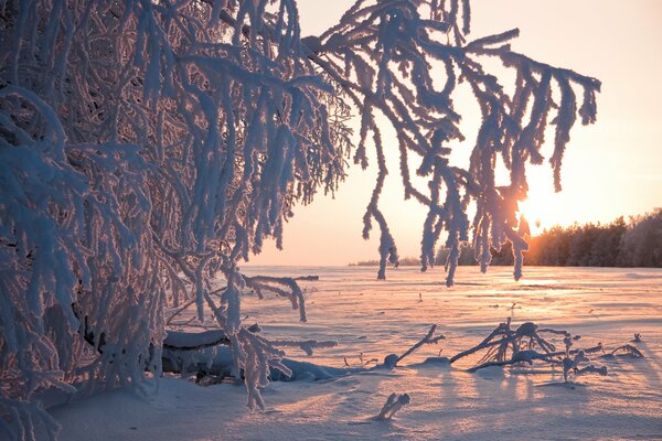 Snow-covered branches sparkle fabulously at sunset