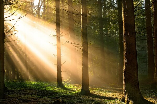 Imagen de árboles en el bosque contra los rayos del sol