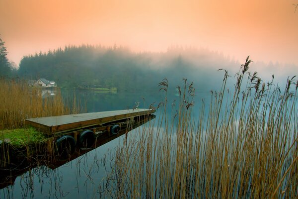 Niebla en la orilla del río. Juncos