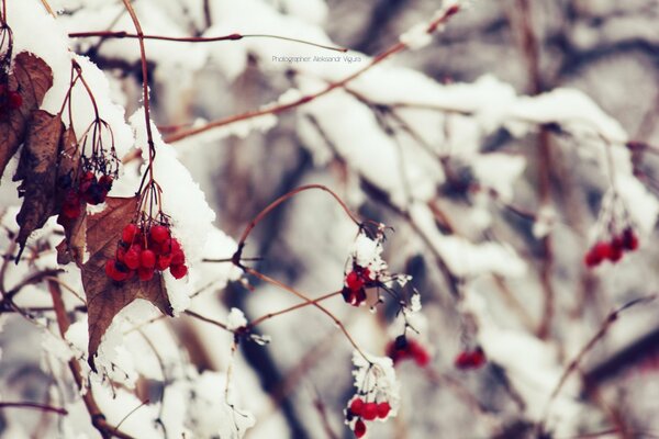 Viburnum branches in winter under the snow