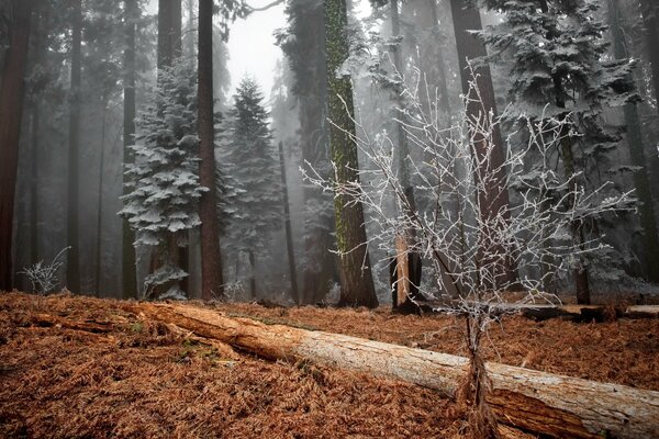 Hierba de escarabajo en el bosque profundo de invierno