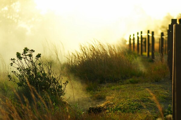 Walking along the hedge in the fog