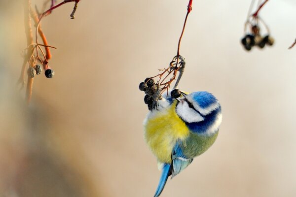 Bird tit with yellow-blue plumage