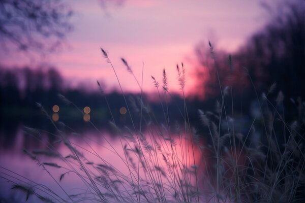 Gras auf dem Hintergrund des abendlichen Flusses