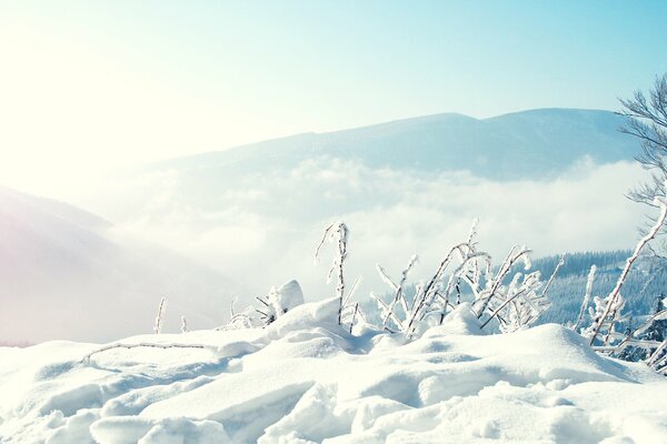 Berge und Bäume unter Schnee im Winter