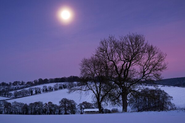 Bäume auf einem Winterhügel mit einem violetten Himmel