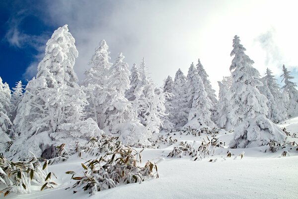 La natura innevata dorme fino alla primavera