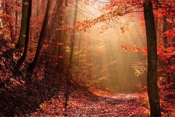 Purpurroter Herbstwald, Lichtstrahlen brechen durch