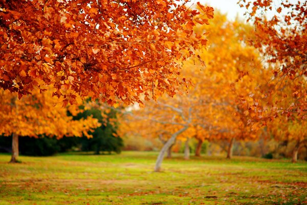 Beautiful autumn trees of yellow and red color