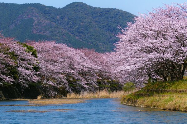 Fiori di ciliegio vicino all acqua sullo sfondo delle montagne