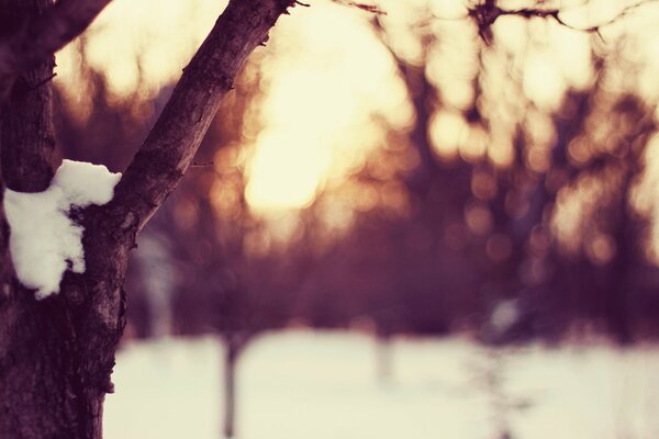 Claro de invierno bajo la nieve durante el atardecer