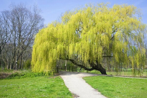 Ein hellgrüner, weitläufiger Baum über dem Gehweg im Park