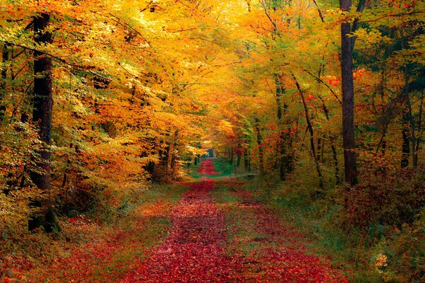 A path in a beautiful autumn forest