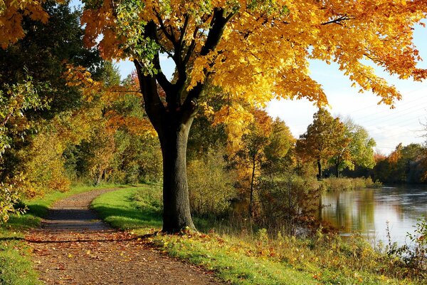 Albero con foglie ingiallite vicino al fiume