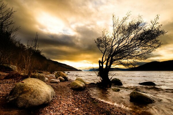 Natura visibile buio albero e fiume