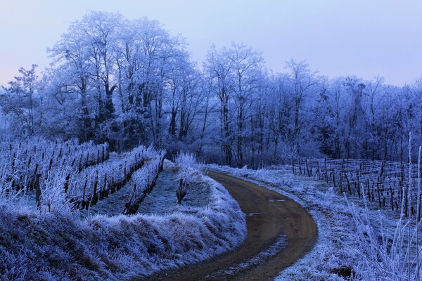 Straße entlang eines mit Frost bedeckten Feldes und Waldes