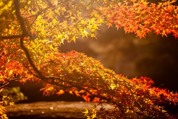 The glare of the sun on the branch of an autumn tree