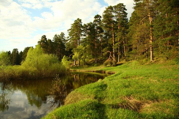 Берег реки. летний день