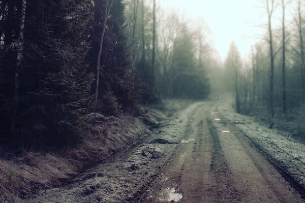 A narrow country road into a foggy forest