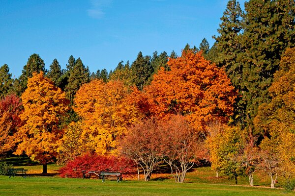 Les arbres sont peints avec différentes couleurs