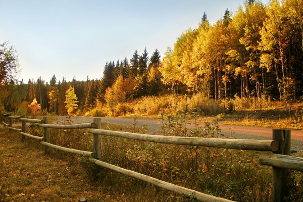 Fence at the road running along the forest