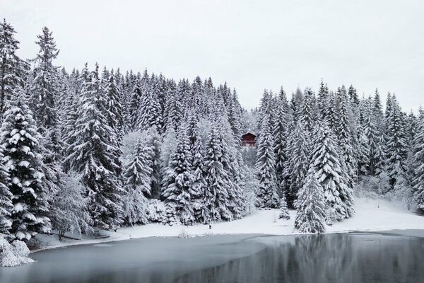 Winter trees in the snow by the lake