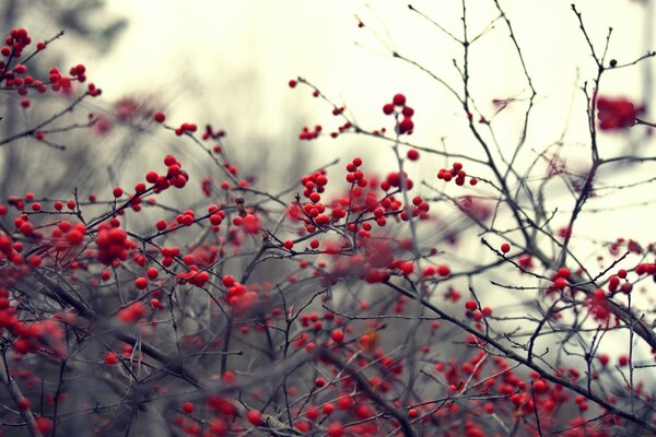 Rowan brûle un feu sur les branches