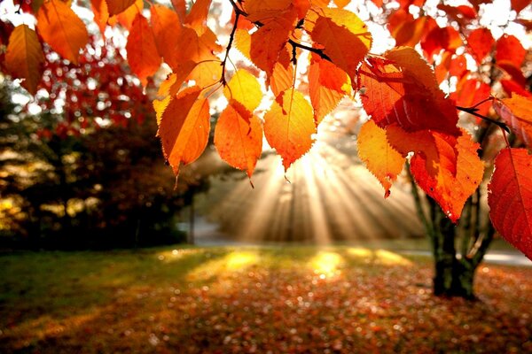 L automne arrive, les derniers rayons du soleil