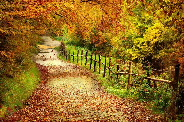 Herbstpfad mit Zaun