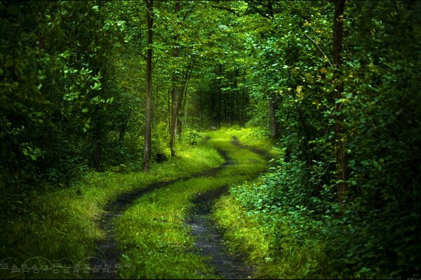 Ein Waldweg durch grüne Bäume