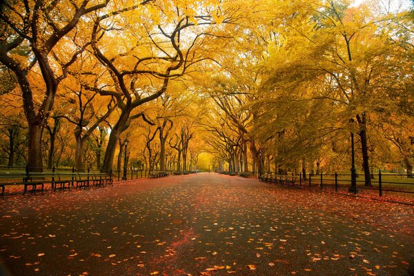 Autumn park with fallen yellow leaves