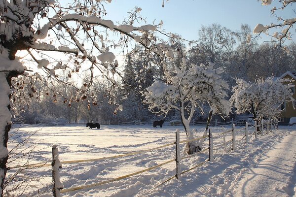 Horses walk in the winter paddock