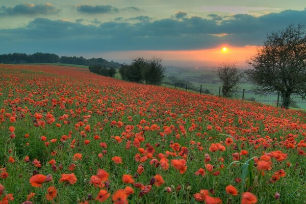 Poppy field in the evening scarlet sunset