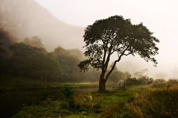 Summer in the village morning fog